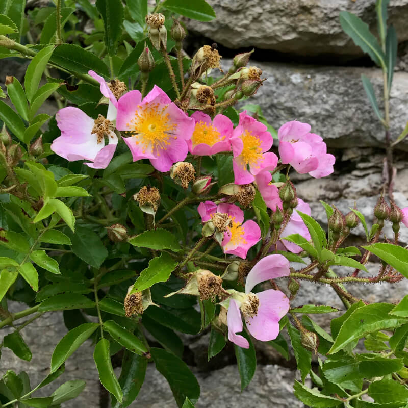 Rosier Multiflora Adenochaeta en fleurs au mois de juin