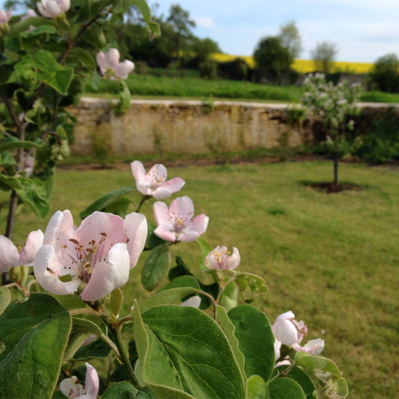 Les ronces en fleurs le long du canal du Nivernais