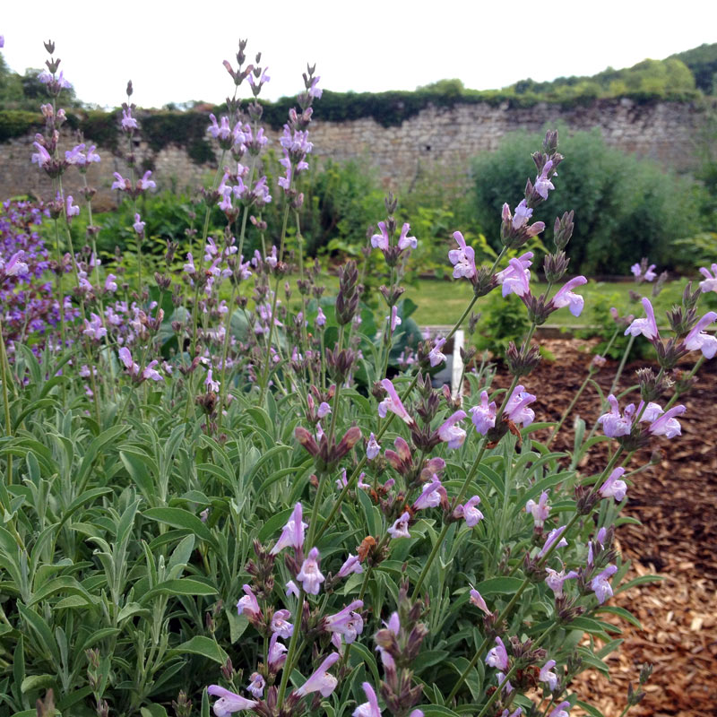 La tanaisie en fleurs au jardin de la Chartreuse
