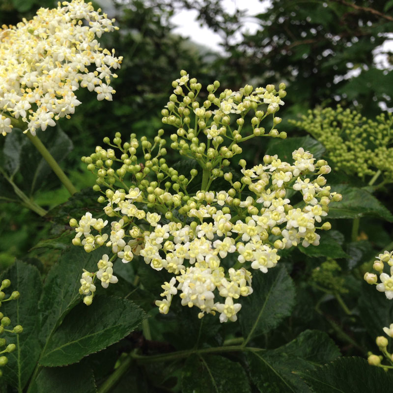 Le sureau en fleurs à la Chartreuse de Basseville